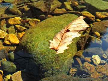 王中王平特一肖中特準(zhǔn)，揭秘精準(zhǔn)預(yù)測(cè)的魅力，揭秘精準(zhǔn)預(yù)測(cè)的魅力，王中王平特一肖中特準(zhǔn)預(yù)測(cè)法