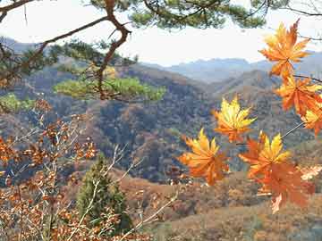 劉伯溫傳奇故事，一馬一肖中特期準(zhǔn)背后的神秘預(yù)言，劉伯溫神秘預(yù)言傳奇，一馬一肖中特期準(zhǔn)背后的故事